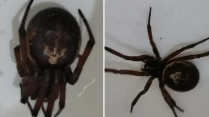 JF-SPIDER